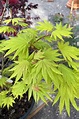 A Guide to Different Japanese Maple Types | Gardener’s Path