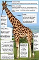 Pin by Claire Hennigan on Amazing | Giraffes cant dance, Fun facts ...
