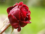 جدیدترین عکس های گل رز قرمز