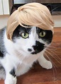 Do blondes have more fun, or just cats in blonde wigs?? (With images ...