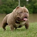 THE EXOTIC BULLY. AND THE “CLEAN EXOTIC” | by BULLY KING Magazine ...