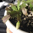 5 Most Common Problems with Christmas Cactus and How to Fix Them
