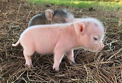 Pig Breeds - Facts, Types, and Pictures