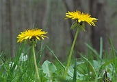 4 Convincing Reasons To Eat Dandelion Flowers - Learn Your Land