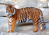 Tigre - Wiki Animaux