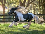 Gypsy Vanner Horses: Breed Profile, Facts and Care - Seriously Equestrian
