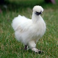 Most Beautiful White Silkie Bantam Chickens and Baby