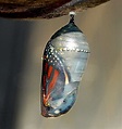 Cocoon - Butterfly - Monarch | Butterfly cocoon, Butterfly, Beautiful bugs