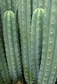 San Pedro Cactus Overview and Guide - Sun Spot Nursery