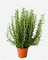 Rosemary Herb Flowerpot Shrub Plant, PNG, 910x1155px, Rosemary, Annual ...