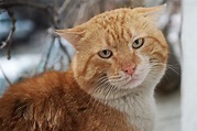 Why Do Tomcats Have Big Heads? (Size Does Matter) - PetsBeam.com