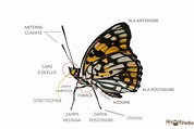 Le parti del corpo della farfalla: Descrizione con IMMAGINI