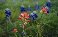 PHOTO GALLERY: Texas wildflowers