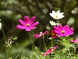 LAS FLORES SILVESTRES MÁS COMUNES PARA TU JARDÍN