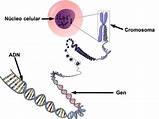 Diferencia entre genes y cromosomas - Diferenciador