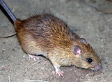 Rattus-rattus - Learn About Nature
