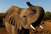 August 12: World Elephant Day - 25 Wild facts about elephants ...