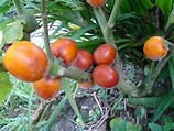 Maná cubiu Fruta: Valor nutricional, benefícios, receita, como plantar ...