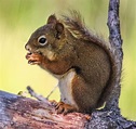 Cannundrums: American Red Squirrel