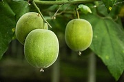 Monk Fruit Nutrition Facts and Health Benefits