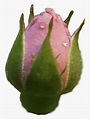 #rose #rosebud #roses #rosebuds - Garden Roses, HD Png Download - kindpng