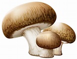Mushroom PNG Transparent Mushroom.PNG Images. | PlusPNG