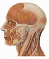 Facial muscles, Head anatomy, Muscles of the face