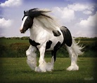 Gypsy Vanner Horse Wallpapers - Top Free Gypsy Vanner Horse Backgrounds ...