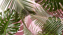 Pink Palm Wallpapers - Top Những Hình Ảnh Đẹp