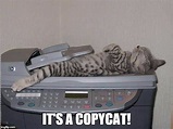 It's a Copycat - Imgflip
