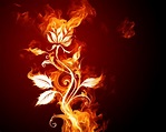 Fire Rose Wallpapers - HD Wallpapers 1209