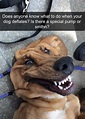 25 Hilarious Dog Memes That Will Make You Howl With Laughter – Dog Dispatch