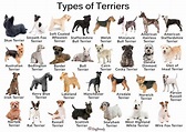 Types of Small, Medium, & Large Terrier Breeds With Pictures ...
