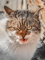 Gabrielius Khiterer Takes Beautiful Pictures Of Stray Cats To Show ...