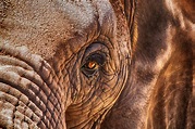 Banco de imagens : região selvagem, animal, animais selvagens, África ...