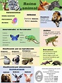 Infografía del Reino animal. Science And Nature, Biology, Homeschool ...