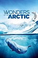 Wonders of the Arctic (película 2014) - Tráiler. resumen, reparto y ...