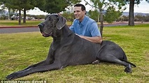 Découvrez le chien le plus grand du monde! - RTBF Actus