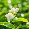 Potted White Jasmine Plant For Sale | Philippine Jasmine – Easy To Grow ...