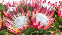 Discover The National Flower of South Africa: The King Protea - A-Z Animals