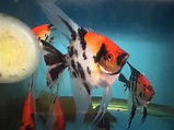 Red devil angelfish xl for sale - Exotic Fish Shop - 774-400-4598