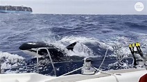 Terrifying moment killer whales attack boat sailing in ‘orca alley’