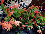 Easter Cactus Orange Color 3 Big Rooted in 4 Pot Spring | Etsy