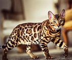 Gato BENGALÍ (tipos, carácter, colores y cuidados) | Razas de gatos