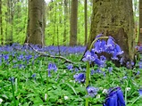 Video: the beauty of the bluebells at Hallerbos - World Wanderista