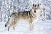 Chien - Elevage de la légende du loup noir - eleveur de chiens Chien ...