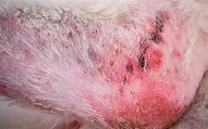 13 Common Dog Skin Lesions or Sores [with Pictures]