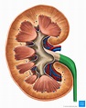 Ureteres: Anatomia, histologia, função sistema urinário | Kenhub