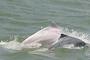 拯救中華白海豚刻不容緩 | WWF Hong Kong