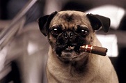 Men In Black Dog | Famous dogs: Men in Black's Frank the pug | Pug's ...
